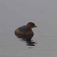 Pied-billed Grebe